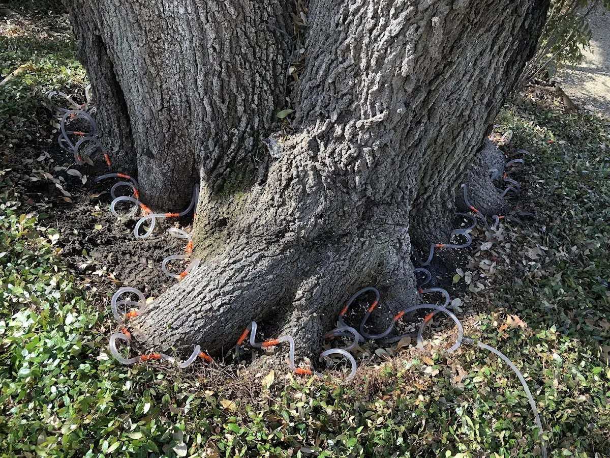 Detailed Tree Cabling and Bracing job site in Sebastian