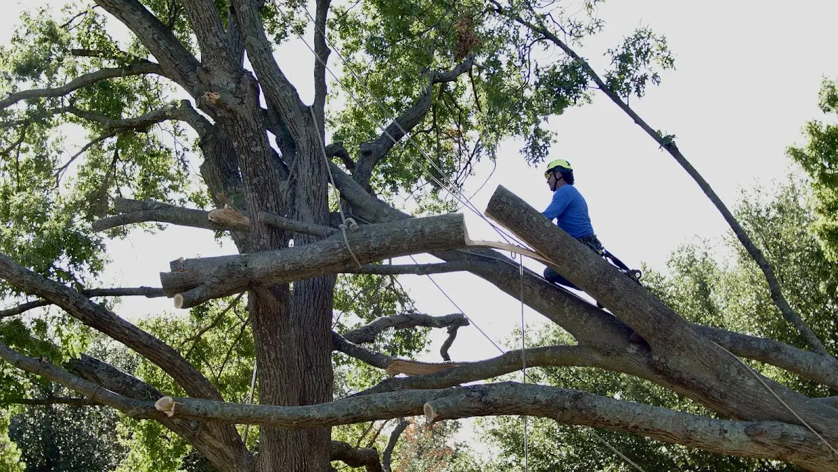 Professional Crown Thinning performed by certified arborists in Sebastian