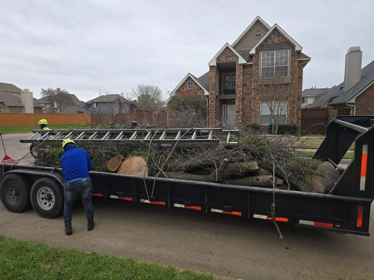 Expert Tree Fertilization with proper safety equipment in Sebastian